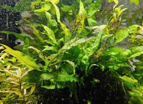 Javavaren (microsorum pteropus) - ook verzenden, Dieren en Toebehoren, Vissen | Aquaria en Toebehoren, Zo goed als nieuw, Plant(en), Steen of Hout