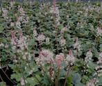 Tiarella Oakleaf - schuimbloem, Vaste plant, Halfschaduw, Zomer, Ophalen