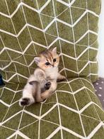 Britse Korth. Stamboom kittens Golden /silver point, Meerdere dieren, Gechipt