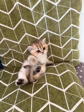 Britse Korth. Stamboom kittens Golden /silver point beschikbaar voor biedingen