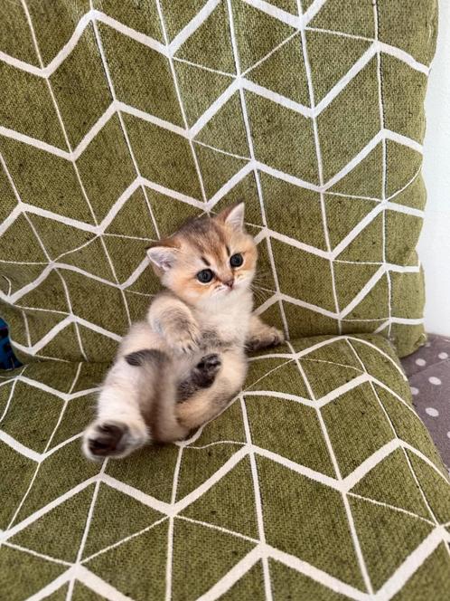 Britse Korth. Stamboom kittens Golden /silver point, Dieren en Toebehoren, Katten en Kittens | Raskatten | Korthaar, Meerdere dieren