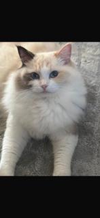 Prachtige en lieve Ragdoll poes, Dieren en Toebehoren, Katten en Kittens | Overige Katten, Poes, Langharig, 0 tot 2 jaar