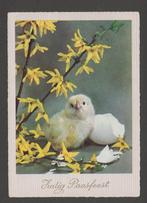 Pasen Zalig Paasfeest Kuiken kapot ei Forsythia Ongelopen, Verzamelen, Ansichtkaarten | Themakaarten, Verzenden, Ongelopen, Feest(dag)