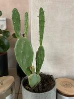 Cactus zonder pot - Opuntia, Volle zon, Vaste plant, Bloeit niet, Ophalen