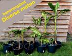 Bananenplant (winterhard) bananen plant bananenboom Musa, Tuin en Terras, Overige soorten, Volle zon, Vaste plant, Ophalen of Verzenden