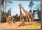 Burgers- Zoo Arnhem, Giraffen ansichtkaart, Verzamelen, Ansichtkaarten | Nederland, Ophalen of Verzenden, Ongelopen, Gelderland