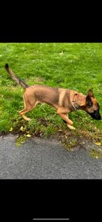 Herdershond, Dieren en Toebehoren, 15 weken tot 1 jaar, Reu, Eén hond, Nederland