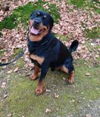 Rottweiler reu 11 maand, Dieren en Toebehoren, Honden | Dekreuen, Particulier, Rabiës (hondsdolheid), Reu, Nederland