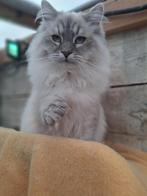 Hypoallergeen Neva Masquerade en Siberische kittens, Dieren en Toebehoren, Katten en Kittens | Raskatten | Langhaar, Meerdere dieren