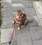 Old english bulldog. Te koop., Dieren en Toebehoren, Honden | Bulldogs, Pinschers en Molossers, 15 weken tot 1 jaar, Teef, Parvo