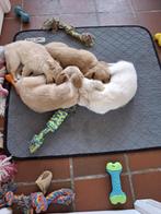 chihuahua pups, België, Particulier, 8 tot 15 weken, Meerdere