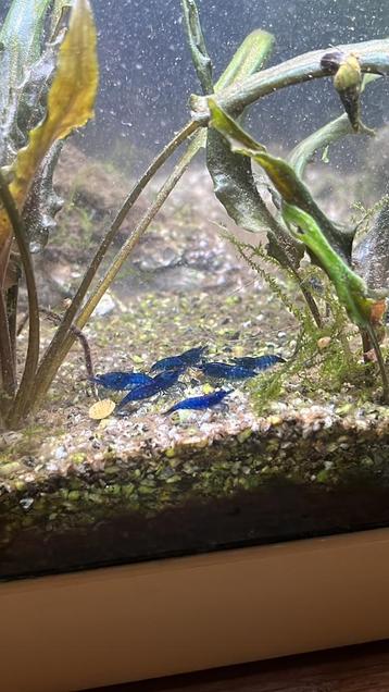 Blue dream neocaridina- blauwe garnalen  beschikbaar voor biedingen