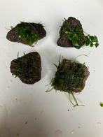 Aquarium plantjes lavesteentjes met mos en anubias, Ophalen of Verzenden, Volle zon