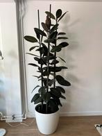 Mooie grote ficus elastica robusta bijna 2m hoog, Huis en Inrichting, Ophalen, Ficus