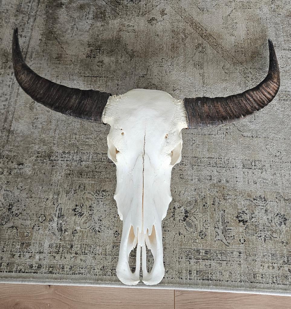 Buffel schedel wanddecoratie, Huis en Inrichting, Ophalen, Zo goed als nieuw