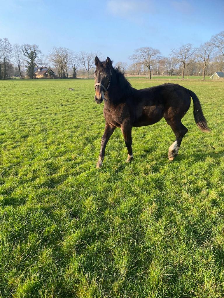 Groninger merrie veulen, Dieren en Toebehoren, Paarden, Hengst, Niet van toepassing, Minder dan 160 cm, 0 tot 2 jaar