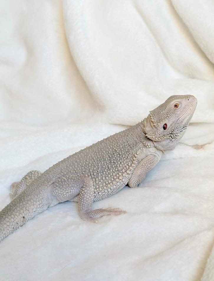 Baardagaam Hypo Zero dunner. (Man) Bearded Dragon - unknown for sale from Demi