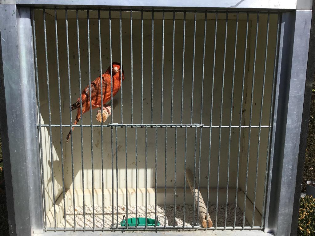 Rood agaat kanarie, Dieren en Toebehoren, Vogels | Kanaries, Mannelijk, Kleurkanarie