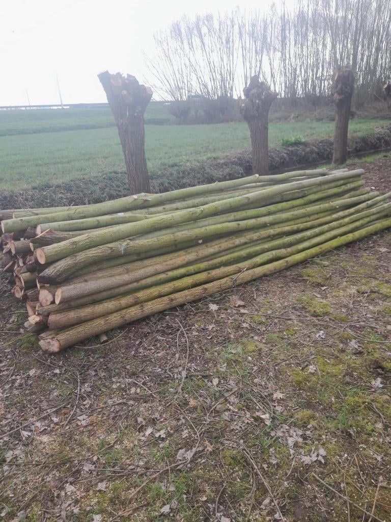 Wilgenpalen, Tuin en Terras, Palen, Balken en Planken, Ophalen, 250 cm of meer, Palen