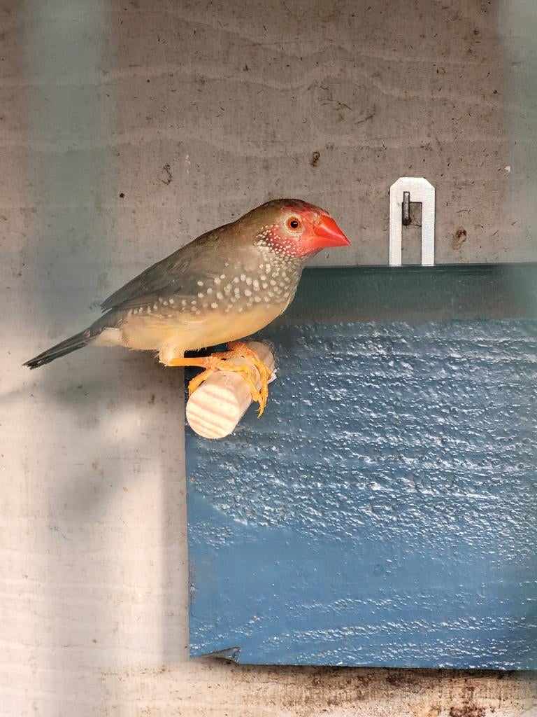 Binsen Astrilde, Dieren en Toebehoren, Vogels | Kanaries, Meerdere dieren, Kleurkanarie
