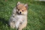 Dwergkees pup, Pomeriaan ,keeshond ,spitz, Keeshond, 15 weken tot 1 jaar, Buitenland, Parvo