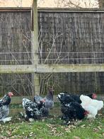 Brahma broedeieren, Dieren en Toebehoren, Pluimvee, Geslacht onbekend, Kip