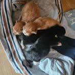 4 prachtige kittens, Meerdere dieren, 0 tot 2 jaar