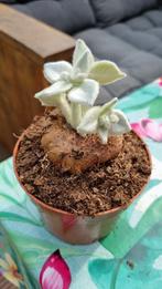 SINNINGIA LEUCOTRICHA CAUDEX PLANT SUCCULENT, Ophalen of Verzenden, Halfschaduw, Minder dan 100 cm