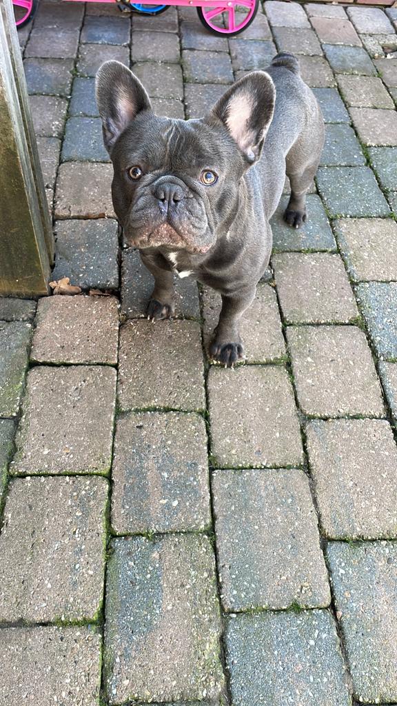 Goed huisje gezocht voor louie een lieve franse bulldogg, Dieren en Toebehoren, Parvo, België, Particulier, Reu