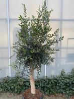 Mooie Olijfboom pure mediterrane sfeer elke dag in je tuin., 100 tot 250 cm, Olijfboom, Zomer, Ophalen