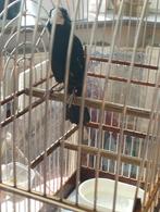 twatwa, Dieren en Toebehoren, Mannelijk, Tropenvogel, Geringd