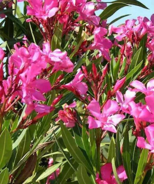 Roze Oleander Stekken - 30 cm, Tuin en Terras, Planten | Tuinplanten, Vaste plant, Overige soorten, Volle zon, Zomer, Ophalen of Verzenden