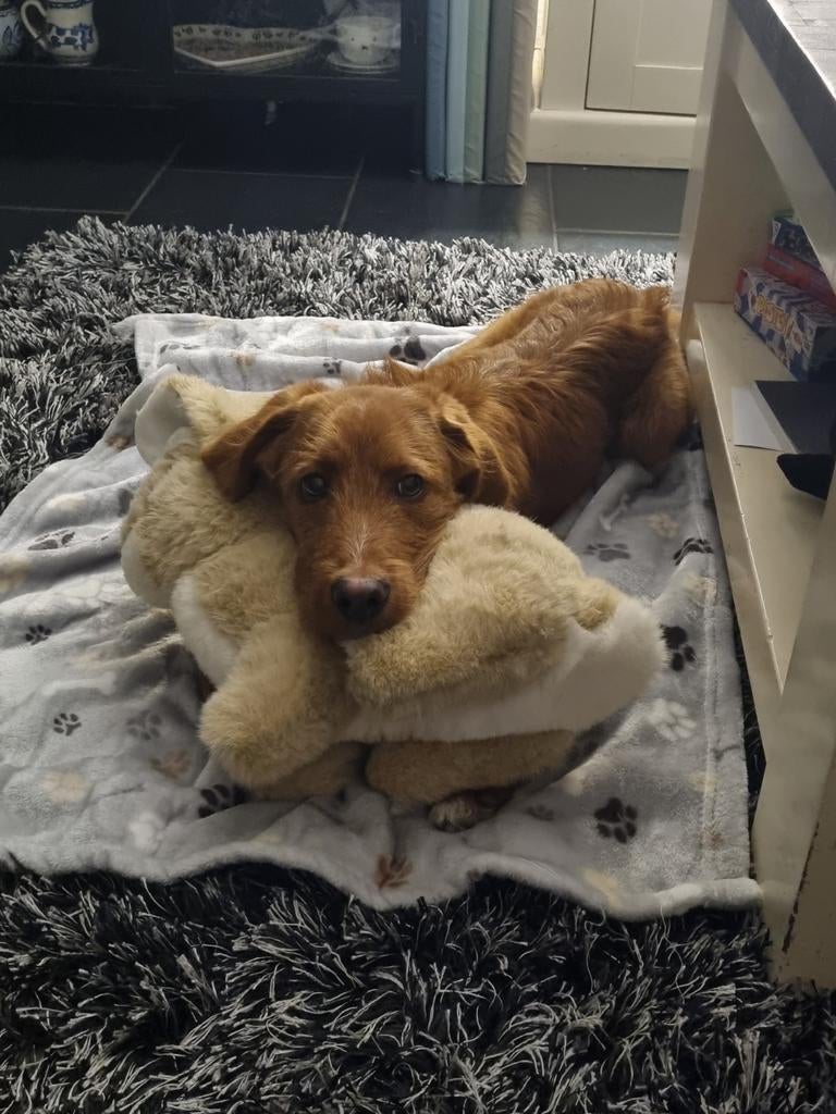 Jack terrier?, Dieren en Toebehoren, Reu, Eén hond, Nederland, Particulier