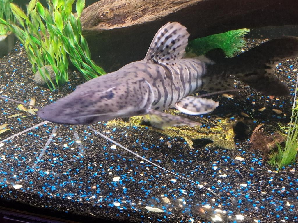 Grote tijgermeerval, Vis