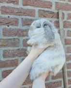 Fijn knuffelhuisje gezocht voor deze mooie Minilop ram, Dieren en Toebehoren, Mannelijk, Dwerg, Hangoor, 0 tot 2 jaar