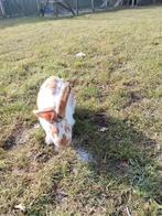 2 lieve konijnen (zo snel mogelijk ophalen), Dieren en Toebehoren, Konijnen, Vrouwelijk, Groot, Hangoor