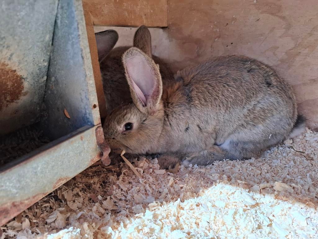 Te koop Vlaamse reus, Dieren en Toebehoren, Konijnen, Mannelijk, Groot