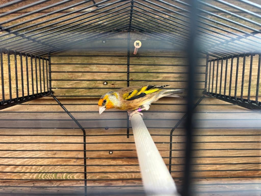 Bastaard major Putter Man, Mannelijk, Wildzangvogel, Geringd