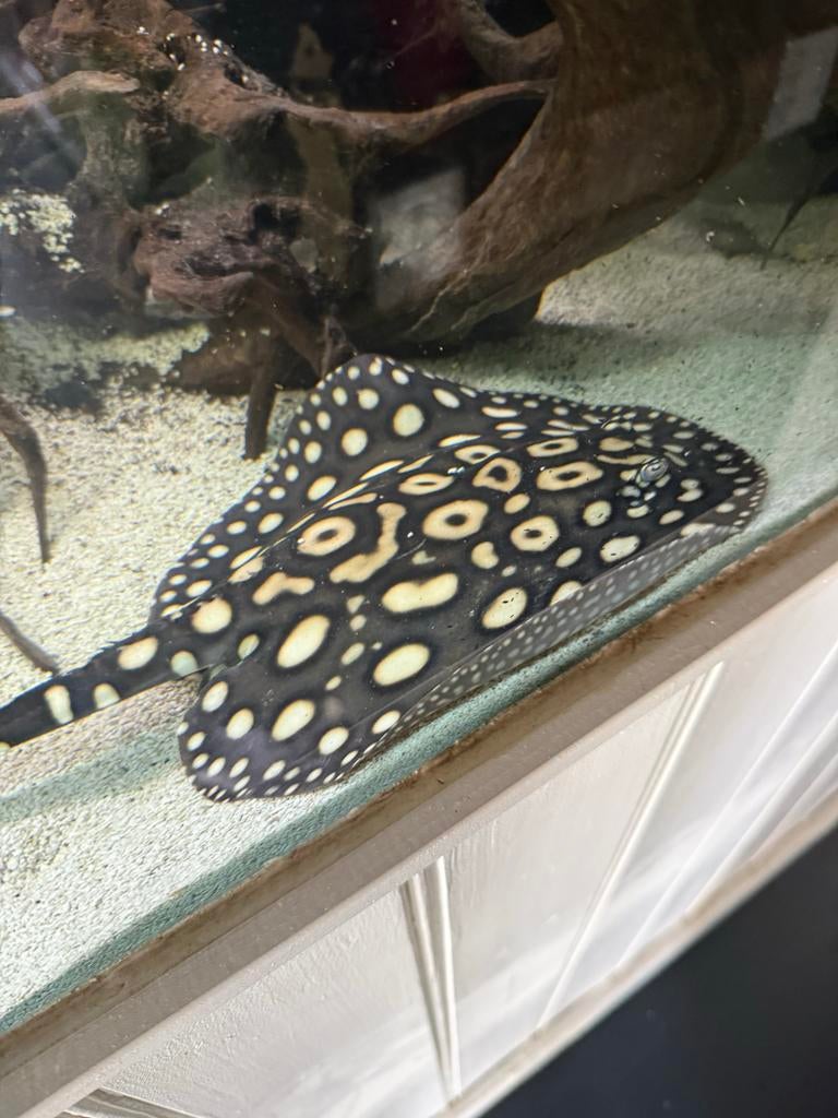 Potamotrygon Black diamond rog 20+cm man, Dieren en Toebehoren, Vissen | Aquariumvissen, Vis