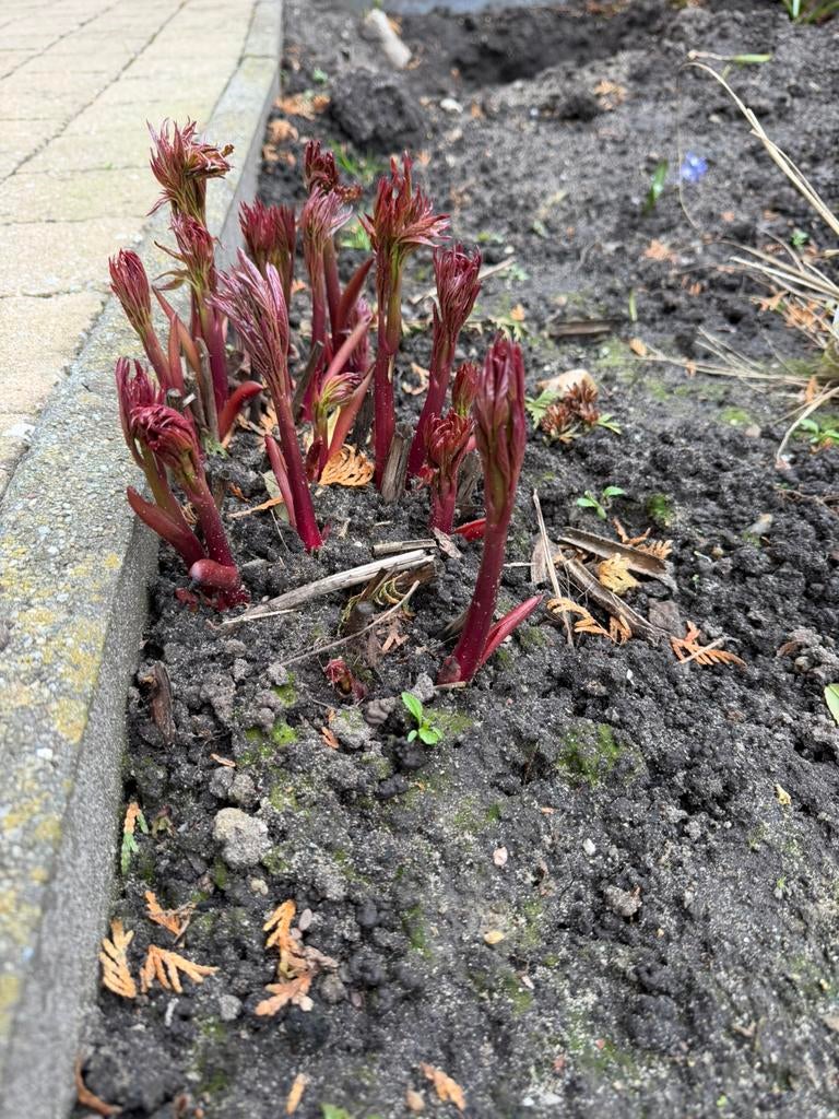 Pioenrozen, Tuin en Terras, Planten | Tuinplanten, Ophalen of Verzenden, Overige soorten, Volle zon