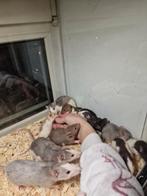 Ratten/rats, Januari, Meerdere dieren, Rat