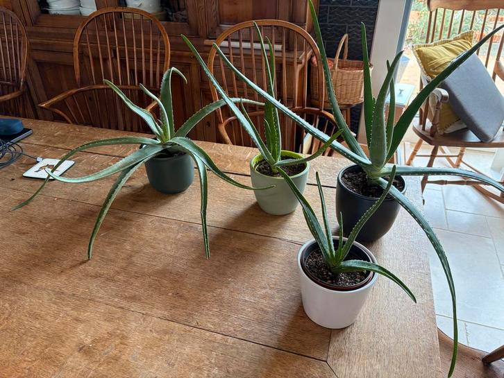 Aloe Vera planten, Tuin en Terras, Planten | Tuinplanten, Vaste plant, Overige soorten, Volle zon, Bloeit niet, Ophalen