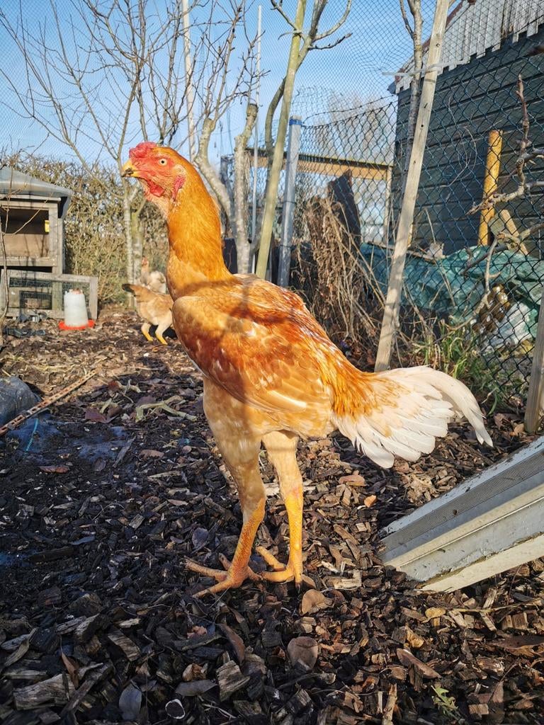 Maleier shamo broedeieren, Dieren en Toebehoren, Geslacht onbekend, Kip