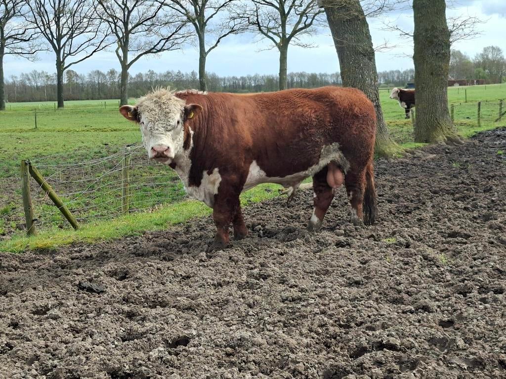 Te Koop hereford dekstier, Dieren en Toebehoren, Mannelijk