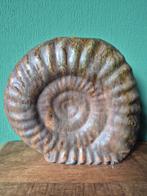 Helmut Schäffenacker Ammonite antiek, Ophalen of Verzenden