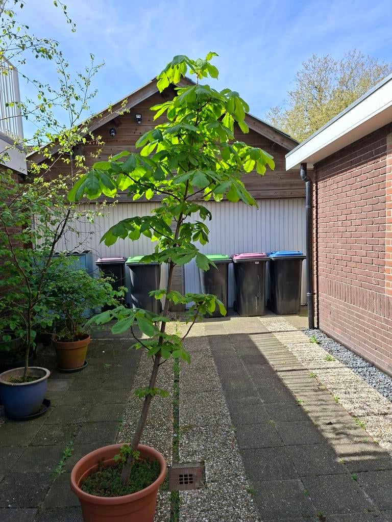 Kastanje boom volwassen boom, Tuin en Terras, Planten | Bomen, Ophalen, Zomer, Halfschaduw, Overige soorten