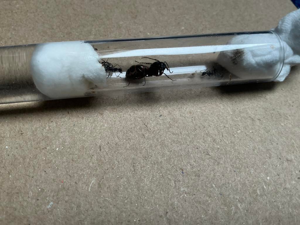 Camponotus cruentatus 3w, Dieren en Toebehoren, Mieren