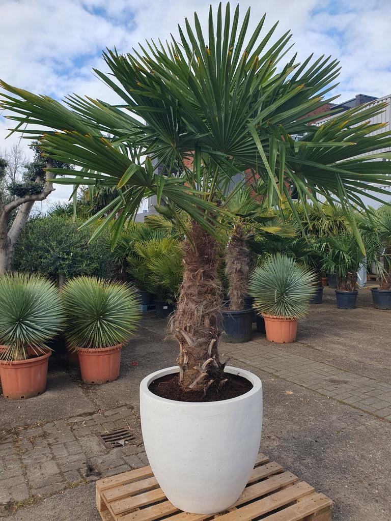 Palmboom, 100 tot 250 cm, Zomer, Palmboom, Ophalen