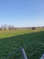 Weiland te huur omheind met hekwerk, Dieren en Toebehoren