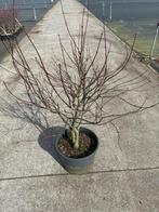 Acer palmatum, Tuin en Terras, Planten | Bomen, Bloeit niet, Halfschaduw, Overige soorten, 100 tot 250 cm